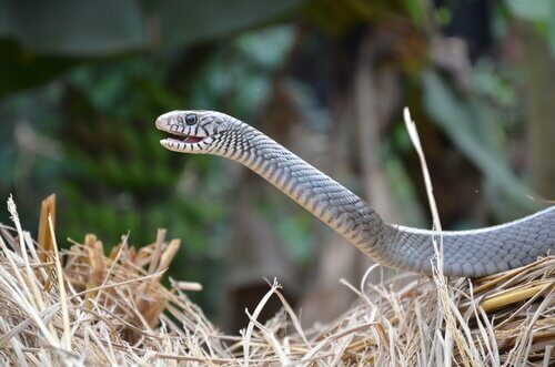 Um detector de substâncias que estão no ar