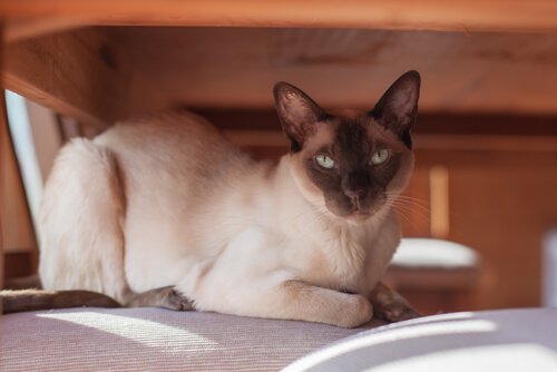 Gato tonquinês: cuidados, características e curiosidades