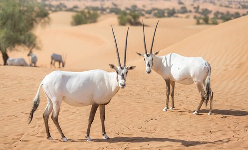 Órix da arábia no deserto