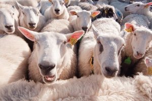 Você sabia que as ovelhas reconhecem pessoas?