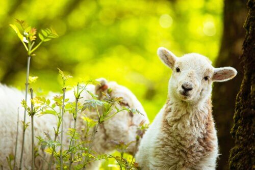 Ovelhas e inteligência