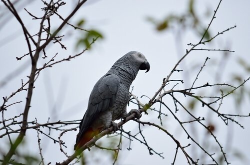 Papagaio-do-gabão