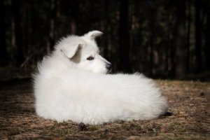 A peculiar personalidade desconfiada do pastor branco suíço