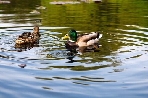 Patos na lagoa