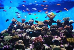 Peixes de grande beleza para o seu aquário