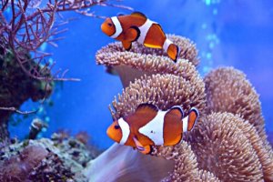 Os 5 peixes mais bonitos do oceano