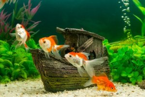 5 dicas para introduzir novos peixes no aquário