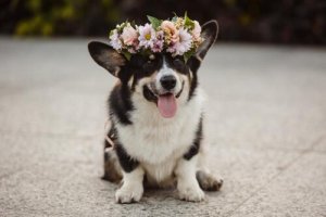 Quais são as vantagens e desvantagens dos perfumes para cães?