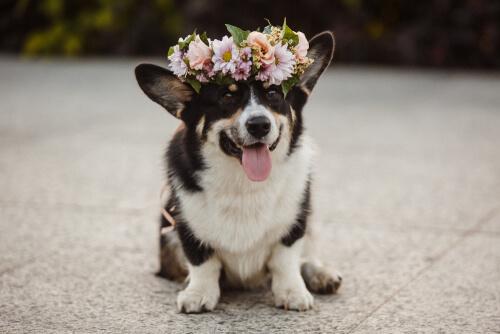 Quais são as vantagens e desvantagens dos perfumes para cães?