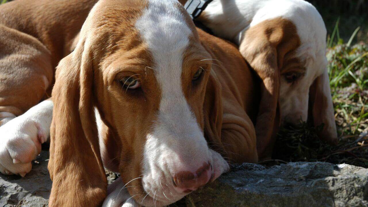 Personalidade do cão sabujo espanhol