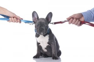 Divórcio: qual será o destino do meu animal de estimação?