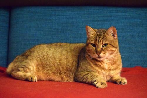 Pixie bob: um gato semelhante ao lince-vermelho