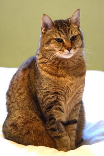 Personalidade do Pixie bob