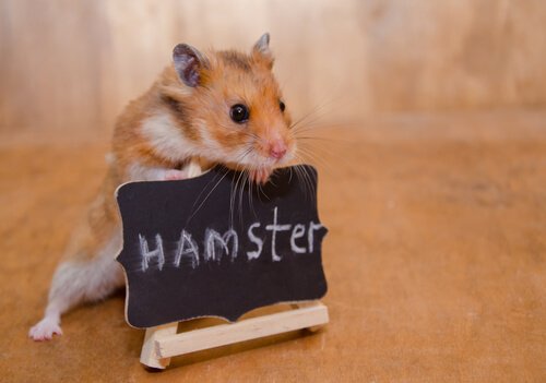 Como domesticar um hamster?