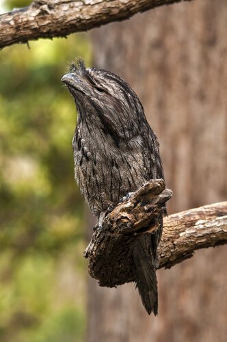 Tawny frogmouth