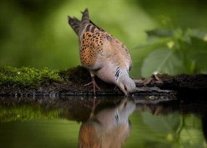 Rolinhas e pombos que vivem na Espanha
