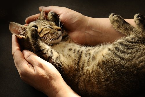 Gato aconchegado nas mãos de uma pessoa