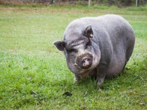 Porco vietnamita é declarado espécie invasora na Espanha