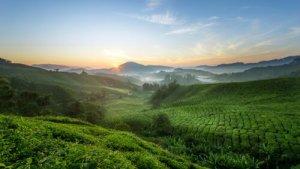 A importância da cadeia alimentar na natureza