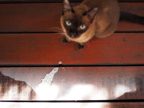 Como prevenir o vômito em gatos