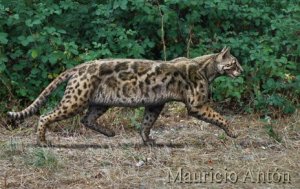 Você sabe qual foi o primeiro gato da Espanha?