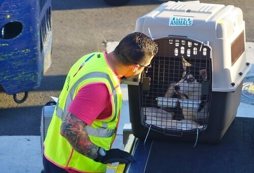 Viagem de avião com cachorro