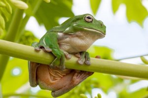 Rã arborícola de white: características, alimentação e habitat