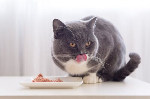 A alimentação de um gato com hepatite