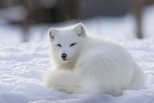 Raposa do ártico: um animal social e territorial