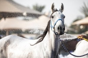 Como refrescar seu cavalo no verão