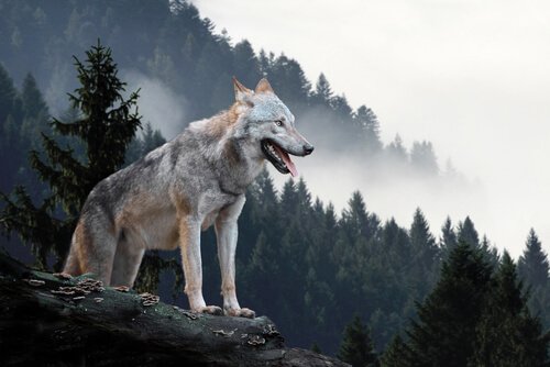 Lobo de yellowstone