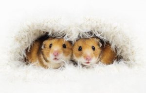 Reprodução do seu hamster: dicas importantes!