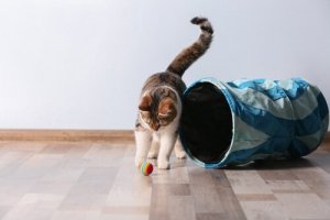 Como saber se um gato é destro ou canhoto?