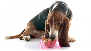 Sabujo espanhol: origem e características dessa raça farejadora