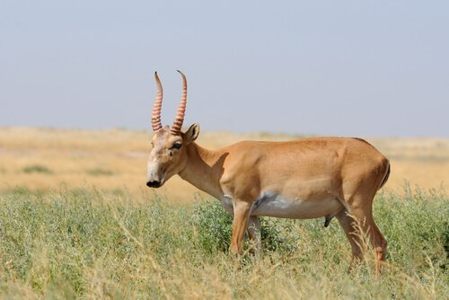 Antílope saiga em seu habitat