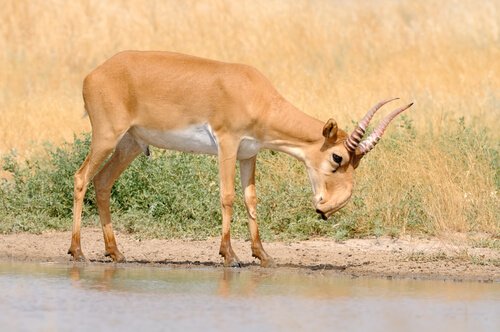 Sobre as mortes em massa do antílope saiga