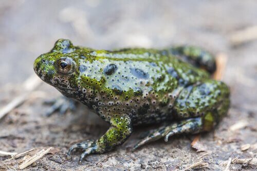 O sapo-de-barriga-de-fogo europeu