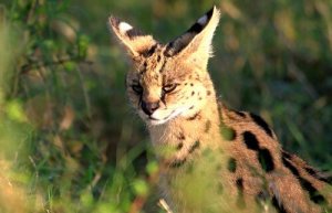Conheça o serval, um gato selvagem