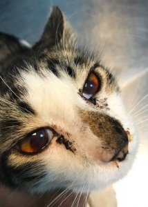 Seu gato está sangrando pelo nariz? Saiba o que fazer!