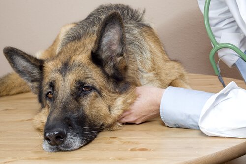 Sinais de doença em cães e como detectá-los