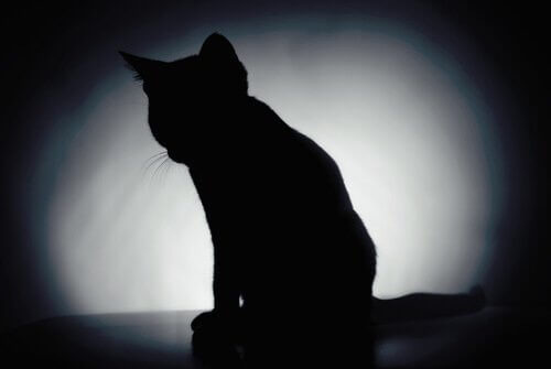 Sombra de gato