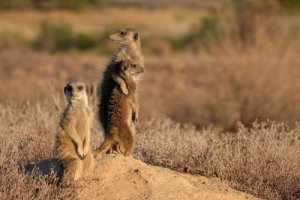 Você sabia que os suricatos preferem os mais experientes como vigilantes?