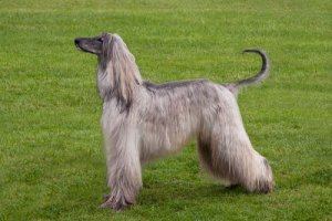 Tasi ou cão afegão: conheça essa raça de pelos longos