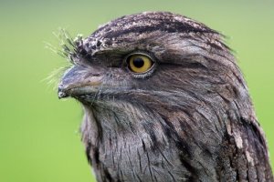 Tawny frogmouth: tudo que você precisa saber