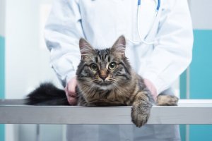 As técnicas de quiropraxia mais comuns para o seu gato