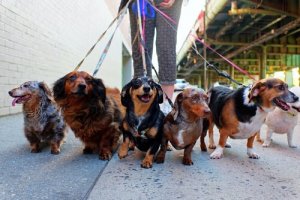 Treinamento com coleira: quando o seu cão se recusa a andar