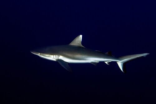 Tubarão cinzento dos recifes: taxonomia e características físicas