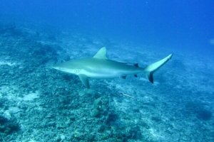 Características do tubarão cinzento dos recifes