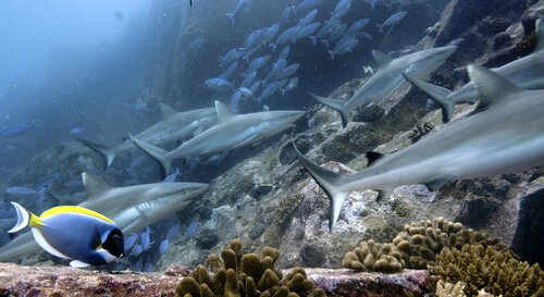 Comportamento dos tubarões cinzentos dos recifes