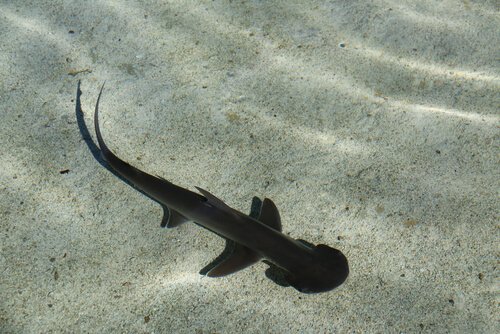 tubarão-de-pala em águas cristalinas